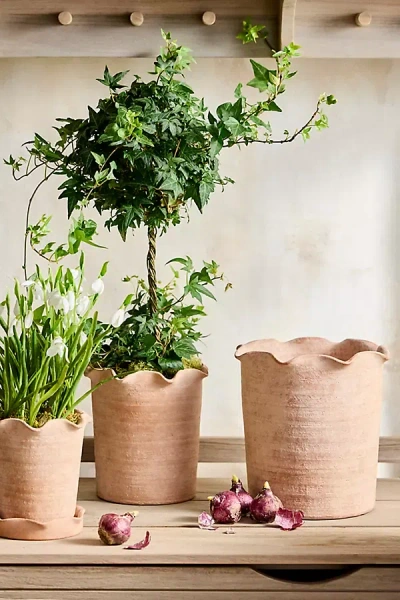 Terrain Terracotta Pie Crust Rim Planter, Straight Side
