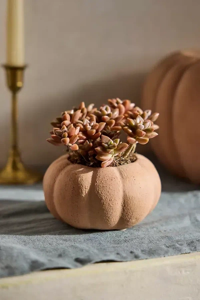 Terrain Terracotta Pumpkin Planter, Mini In Brown