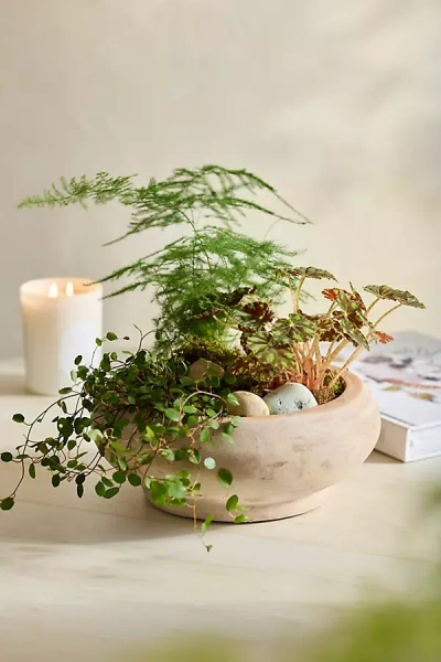 Terrain Terracotta Round Shoulder Bowl Planter In Green