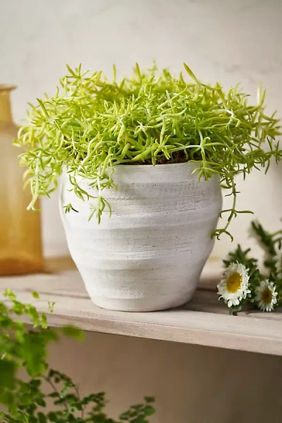 Terrain Tiered Terracotta Taper Pot In White