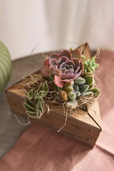 Terrain Triangle Succulent Planter In Brown