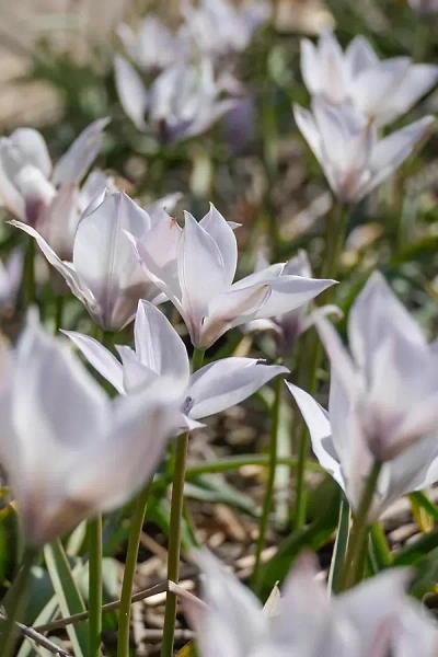Terrain Tulip 'alba Coerulea Oculata' Bulbs