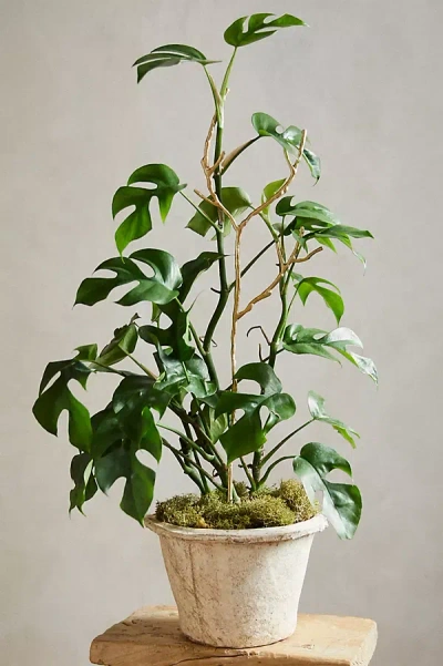 Terrain Twiggy Brass Plant Support In White