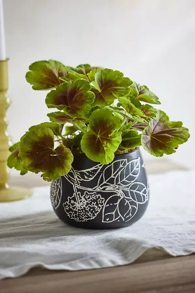 Terrain Umbel Ceramic Planter
