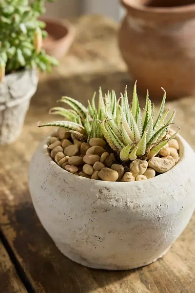 Terrain Variegated Zebra Plant In White