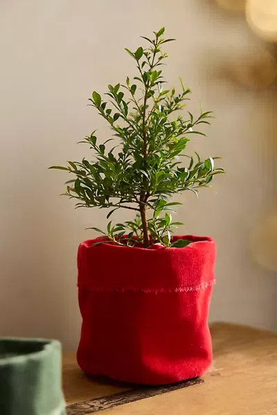 Terrain Velvet Pot Cover In Red