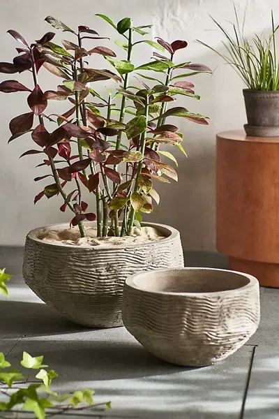 Terrain Wavy Concrete Bowl Planter In Brown