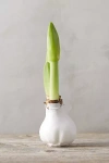 Terrain Waxed Amaryllis Bulb