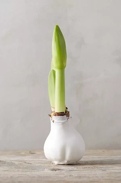 Terrain Waxed Amaryllis Bulb
