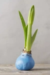 Terrain Waxed Amaryllis Bulb