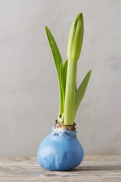 Terrain Waxed Amaryllis Bulb
