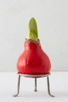 Terrain Waxed Amaryllis Bulb