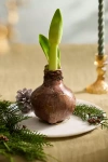 Terrain Waxed Amaryllis Bulb