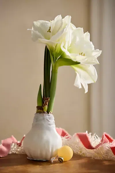 Terrain Waxed Amaryllis Bulb In Multi