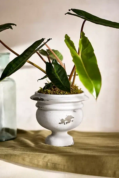 Terrain Weathered Mid-century Cement Urn