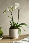 TERRAIN WHITE PHALAENOPSIS ORCHID, COLORED CLAY POT