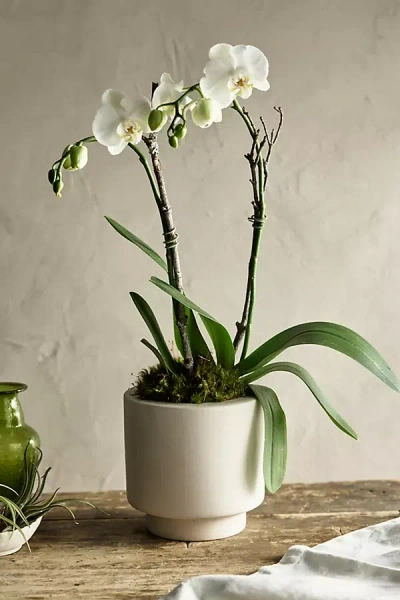 Terrain White Phalaenopsis Orchid, Colored Clay Pot