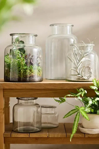 Terrain Wide Mouth Jar Terrarium In Clear