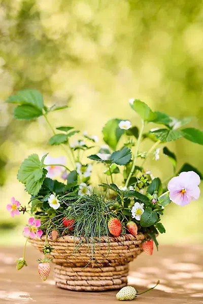 Terrain Wide Rim Woven Abaca Bowl Planter In Green