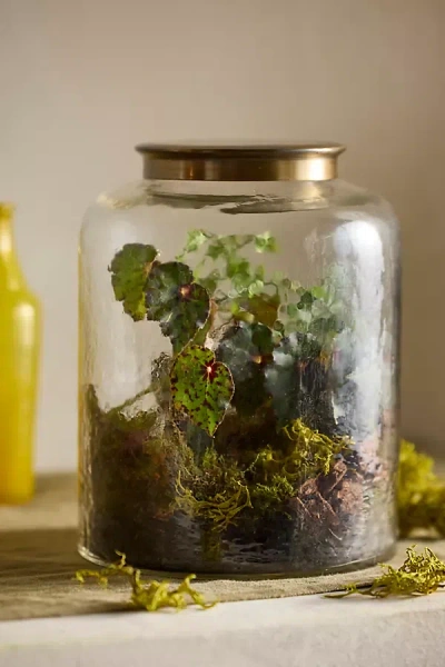 Terrain Woodland Terrarium Kit In Multi