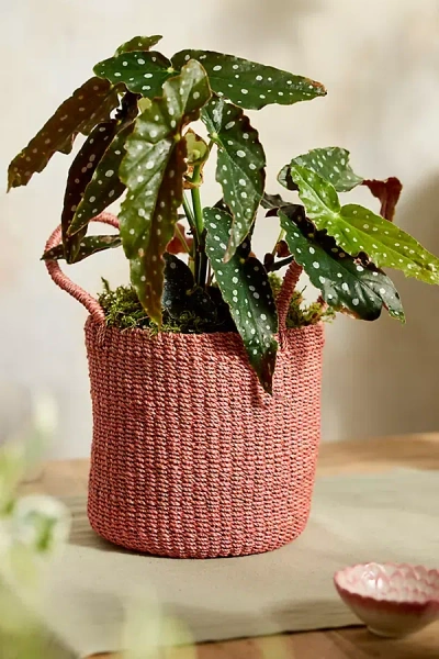 Terrain Woven Abaca Basket Pot, Pink