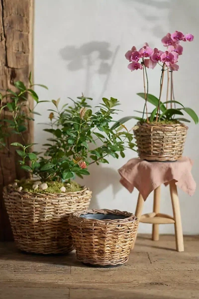 Terrain Woven Abaca Tapered Basket Planter In Brown