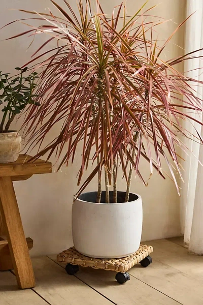 Terrain Woven Plant Dolly In White