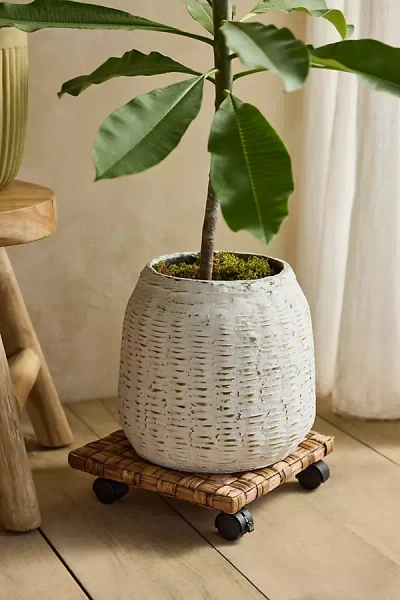 Terrain Woven Plant Dolly In White