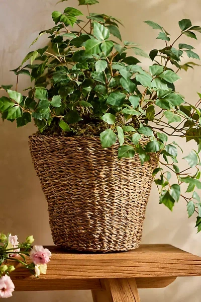 Terrain Woven Rattan Taper Basket Planter In Brown