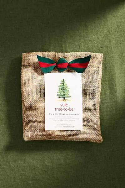 Terrain Yule Tree-to-be Grow Kit In Brown
