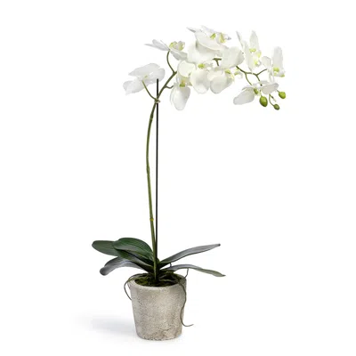 The Company Store Faux Orchid Plant In Decorative Pot In White