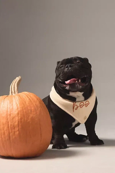 The Deluxe Pup Halloween Knit Pet Bandana