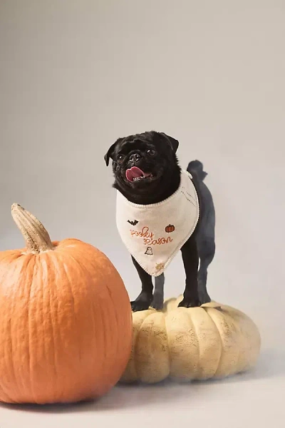 The Deluxe Pup Halloween Knit Pet Bandana