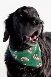 The Foggy Dog Knit Bandana In Red