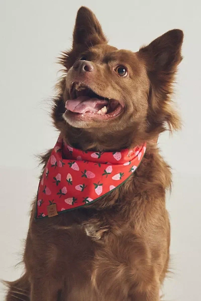 The Foggy Dog Pet Bandana In Purple