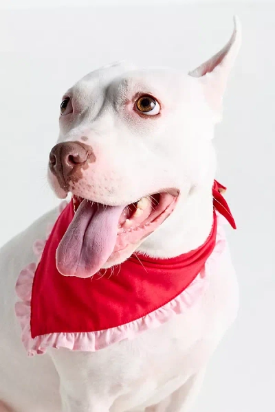 The Foggy Dog Ruffle Bandana In Red