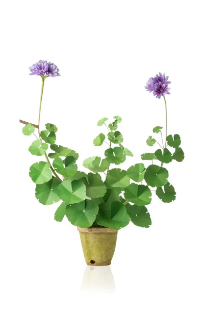The Green Vase Paper Geranium Plant In Purple