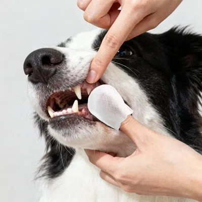 The Licker Store Dog Dental Finger Hypoallergenic Wipes With Extracts Of Aloe Vera Leaf, Coconut Oil, Honey (60 Count