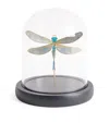 The London Christmas Company Small Dragonfly Cloche Ornament In Multi