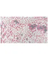 The Rug Market Kalahari Cheetah Rug In Pink