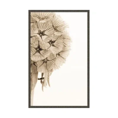 Theodore Alexander Dawning Bloom 1 By Studio L57 Affinity - Single Picture Frame Print In White,brown,black