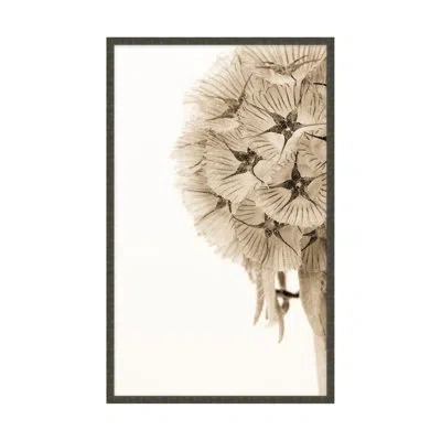 Theodore Alexander Dawning Bloom 2 By Studio L57 Affinity - Single Picture Frame Print In White,brown,black