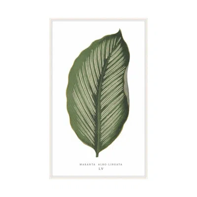 Theodore Alexander Green Trace 4 By Studio L57 Nouvelle - Single Picture Frame Print On Paper In Ivory,moss Green