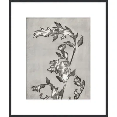 Theodore Alexander Lucent Botanicals 3 Framed Art Print In Gray,white