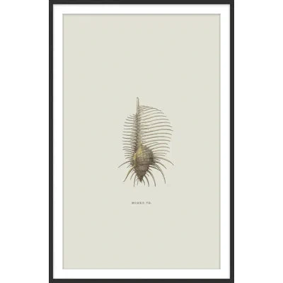 Theodore Alexander Sundry Murex 2 Framed Art Print In Ivory,gray,beige