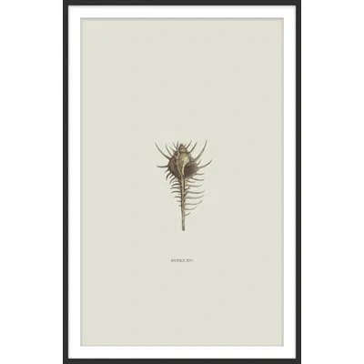 Theodore Alexander Sundry Murex 3 Framed Art Print In Ivory,gray