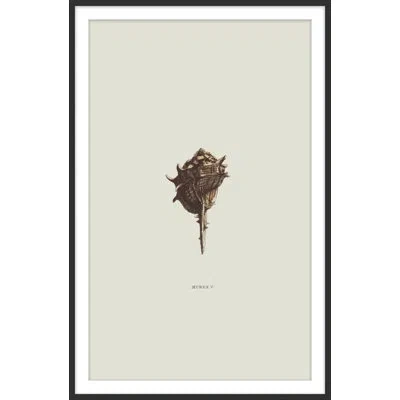 Theodore Alexander Sundry Murex 5 Framed Art Print In Ivory,gray,beige