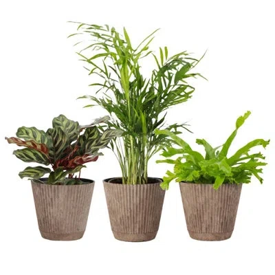 Thorsen's Greenhouse 3-pack Live Pet Safe Plant Trio In Ruffle Pots, 4-inch Diameter In Green