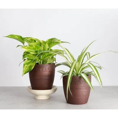 Thorsen's Greenhouse Live Air Purifying Houseplant Set In Classic Pots In Brown