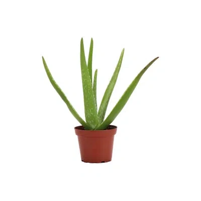 Thorsen's Greenhouse Live Aloe Vera Plant In Green
